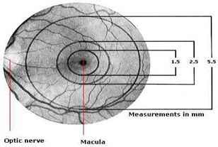 anatomia della retina; porzione denominata macula